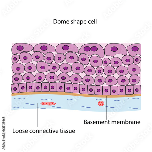 Transitional Epithelium - Dome-Shaped Cells and Basement Membrane