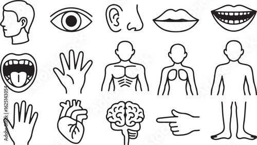 Anatomical Human Body Parts Outline Icons Set on a Clean Background Vector
