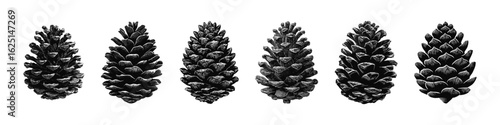 Detailed vector illustration of six diverse pine cones. Perfect for nature-themed designs, patterns, and educational materials. Each pine cone is uniquely illustrated, showcasing different shapes.