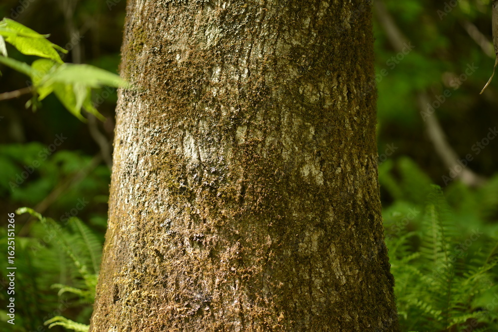 Fototapeta premium Fraxinus mandshurica bark used for joint pain relief and inflammation, Korea