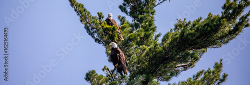 Bald Eagle (Haliaeetus leucocephalus) adult pair, male above female perched in a pine tree branch