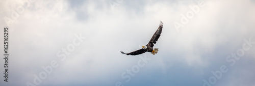 Bald Eagle (Haliaeetus leucocephalus) in flight with a blue sky and white clouds in northern Wisconsin, with copy space
