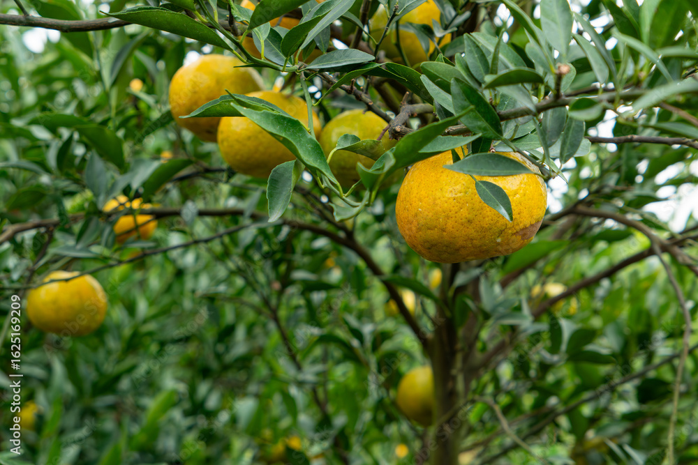 oranges in the tree at horizontal composition oranges in the tree at horizontal composition