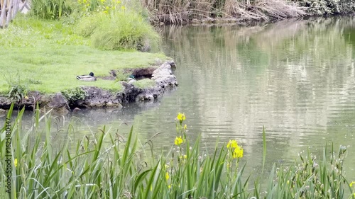 Tranquil lakeside scene with mallard duck resting on grassy bank, surrounded by blooming yellow irises, tall reeds, and reflective calm water in a peaceful spring wetland environment