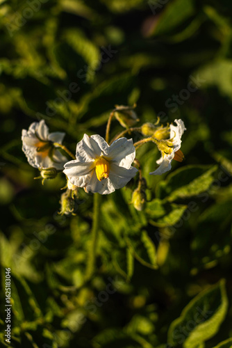 Solanum tuberosum