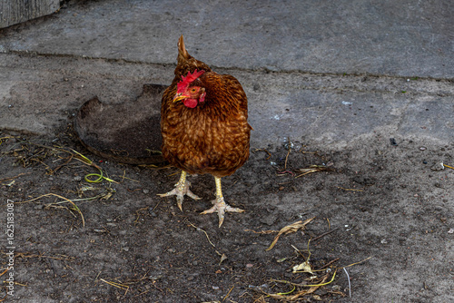 cock on the farm