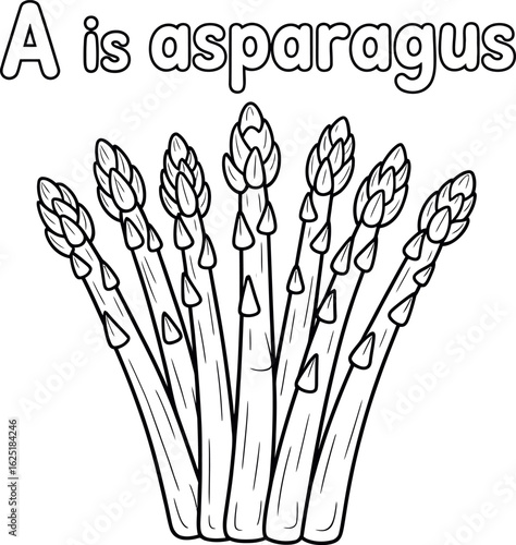 Asparagus illustration for coloring book isolated on white background