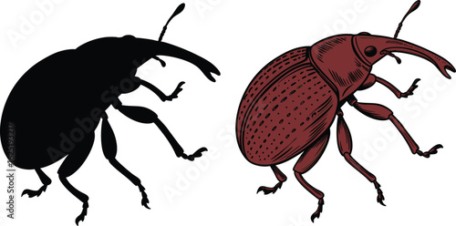 vector illustration of a cockroach