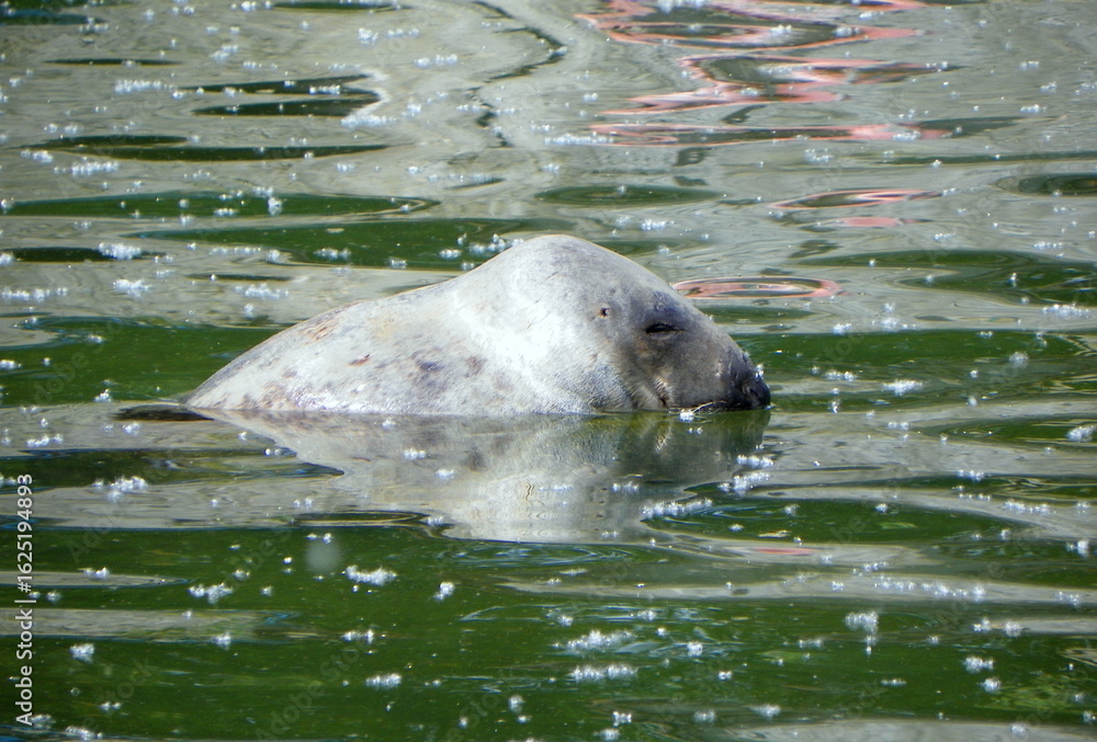 Fototapeta premium Poland, Warsaw, Ratuszowa 1/3, Warsaw Zoological Garden (Warsaw Zoo), grey seal