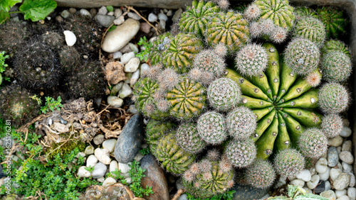 Tableau sur toile Above view of cactus plants with modified tips by grafting other varieties to replace the flower shape