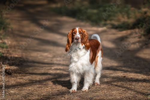 Welsh Springer Spaniel in Virginia Water in Windsor Great Park in Berkshire looking at the camera