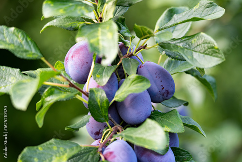 A cluster of ripe, deep‑purple plums hanging on a leafy branch in a sunlit orchard, showcasing natural color and texture. Perfect for organic produce, farm‑fresh lifestyle