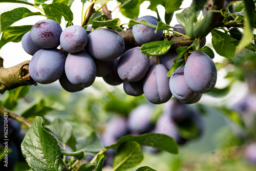 A rustic arrangement of assorted plums (red, yellow, green) in a wooden bowl or on weathered surface. Visually rich with color contrast and natural textures great for food styling, seasonal produce.