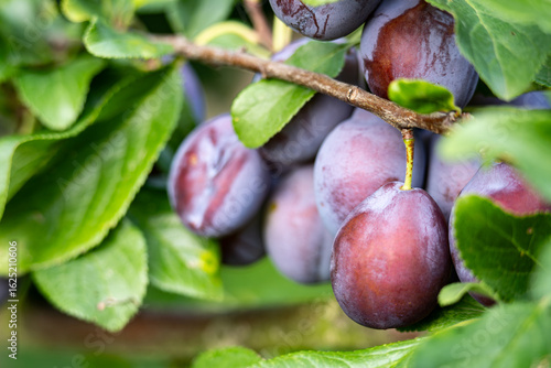 Macro close‑up of a halved plum with vibrant flesh and a dewy surface, highlighting texture and juice. Ideal for food photography, nutrition, fresh produce, and culinary ingredient visuals.