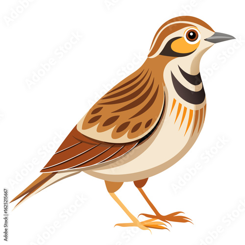 vector illustration of a bird
