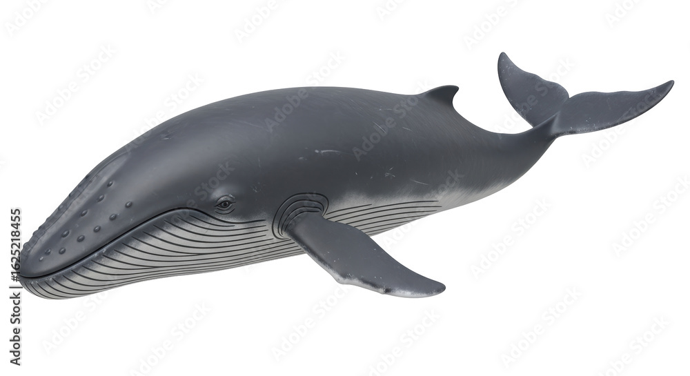 Fototapeta premium Isolated Blue Whale