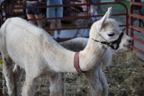 Farm Animal Petting Zoo at Ohio State Fair – Piglets, Camels, and Outdoor Farm Experience in Columbus