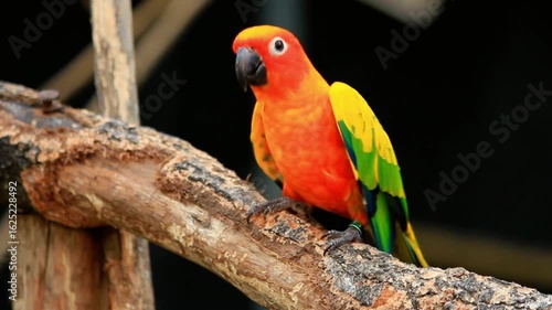 Close up of a colorful sun conure perched on a tree branch in nature