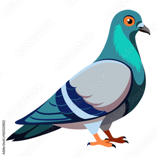 vector illustration of a pigeon