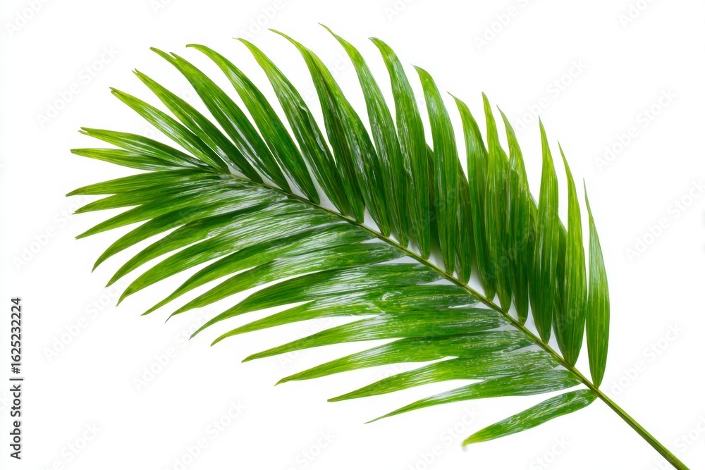 Obraz premium Green Palm Leaf on White Background
