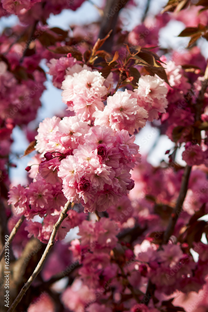Obraz premium Close-up of blooming cherry blossoms with soft pink petals and warm sunlight
