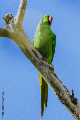 Ring-necked Parakeet