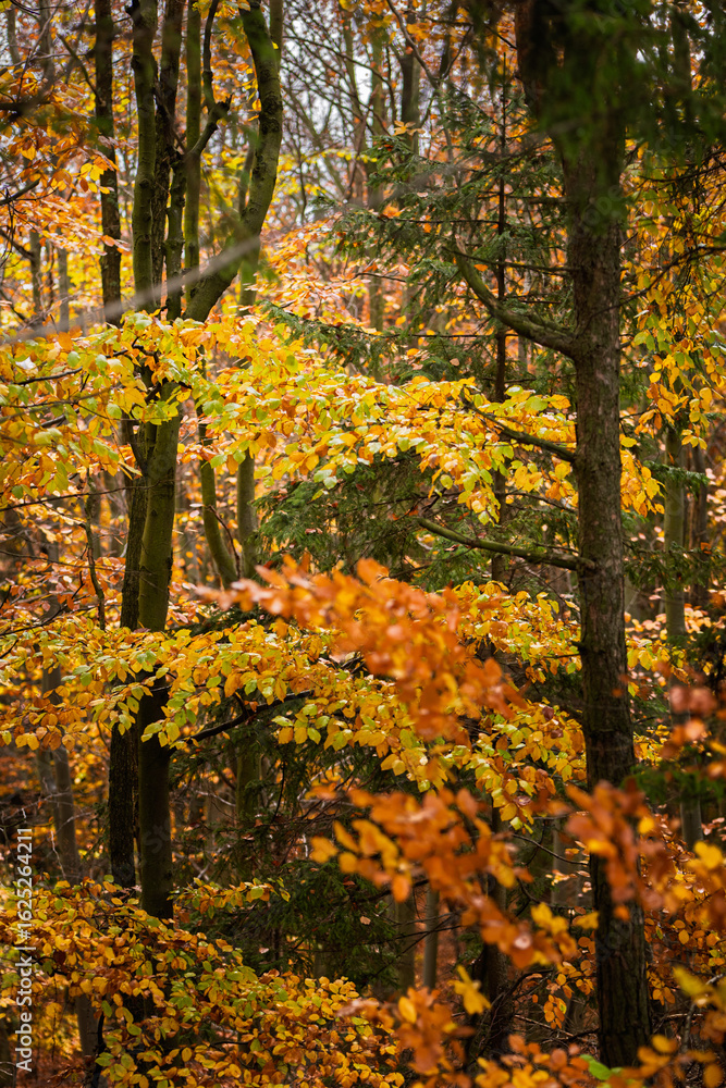 Obraz premium View from Inside an Autumn Deciduous Forest with Colorful Branches