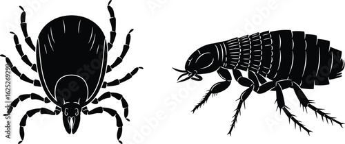 Tick and flea vector, insect anatomy, pest control, parasitic bugs, black and white illustration, educational graphic, comparison, detailed, isolated, scientific