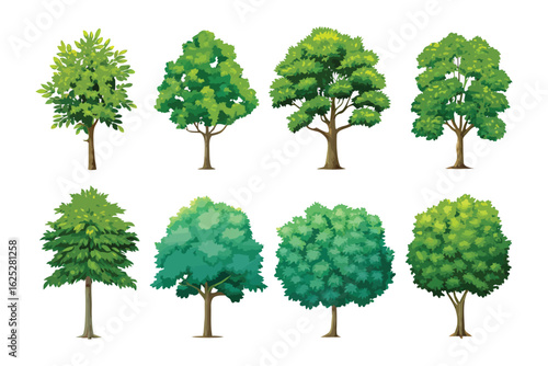 Array of Evergreen Trees: A vibrant collection of eight meticulously illustrated evergreen trees in a variety of shapes and styles, showcasing the diversity of natural foliage. 