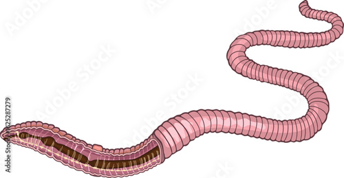 Scheme of nervous system of earthworm (Pheretima) for biology lessons