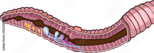 Scheme of reproductive system of earthworm (Pheretima) for biology lessons