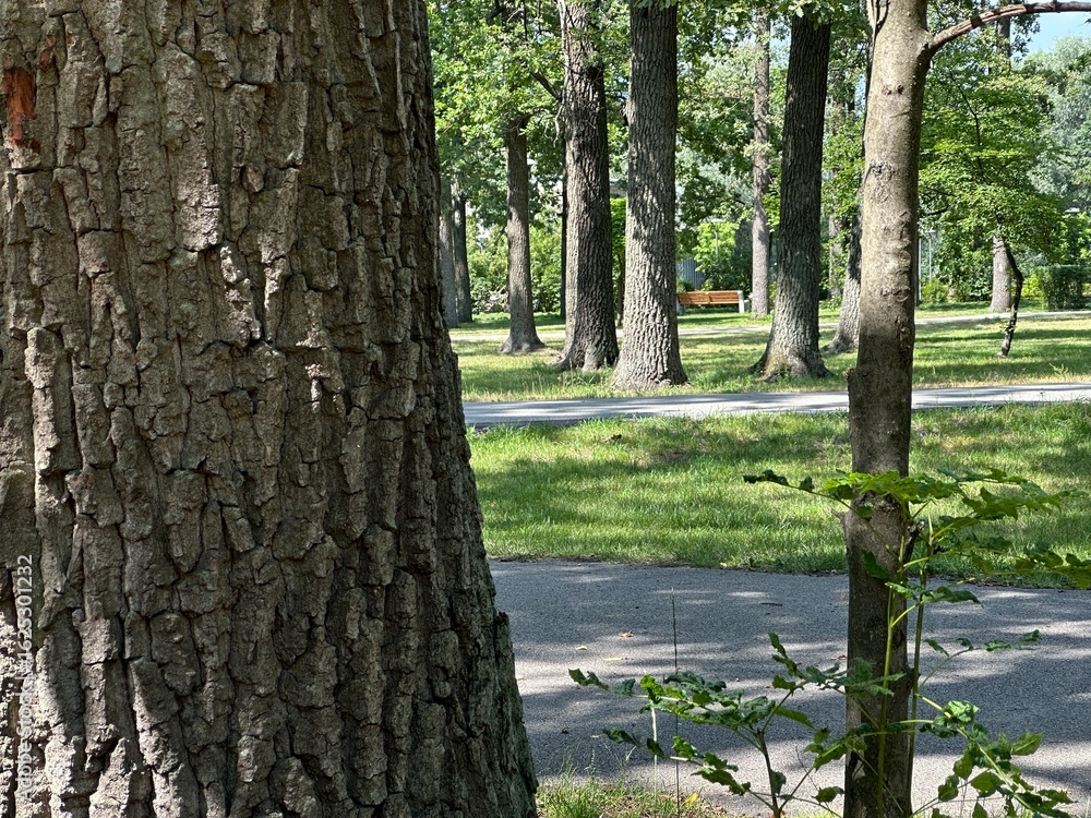 Obraz premium Single tree standing in a natural outdoor setting with surrounding greenery and open environment