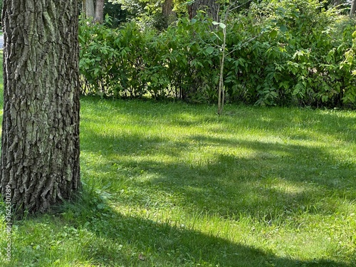 Green grass and tree trunk in park – natural landscape background