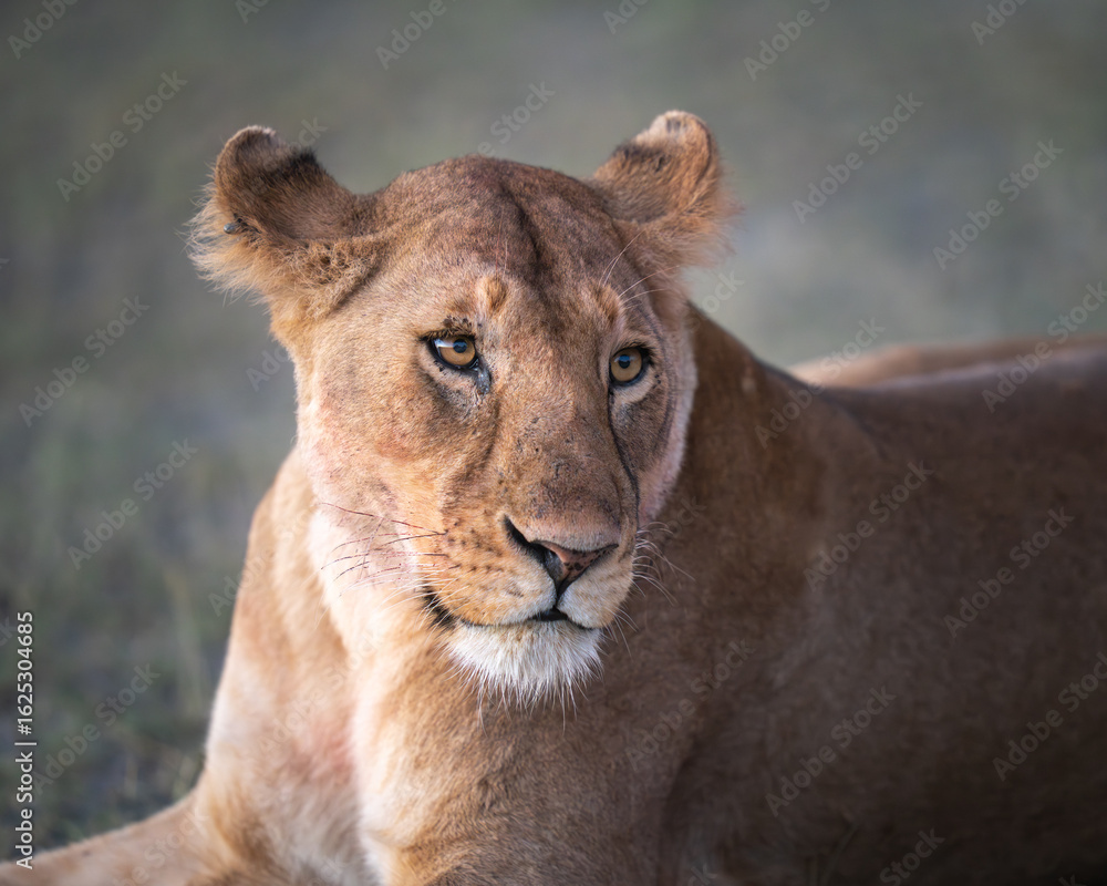 Headshot portrait of a lioness at sunrise Headshot portrait of a lioness at sunrise