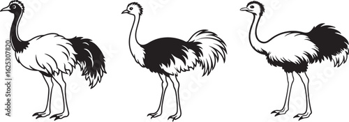 Stylized black and white illustration of a standing ostrich