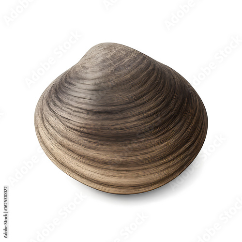 Single Dark Brown Clam Shell with Subtle Light and Shadow Detail