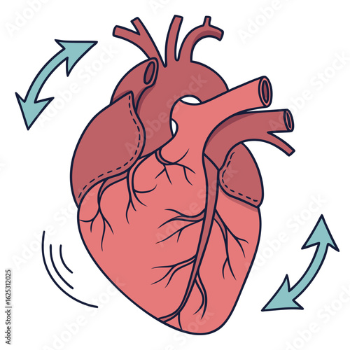 Anatomical heart illustration with arrows indicating circulation and movement of blood flow in body