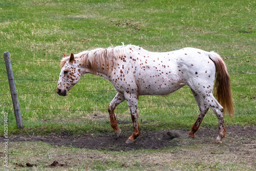 Side view of one red and white speckled Leopard Appaloosa horse walking in a pasture with green grass next to a barbed wire fence.