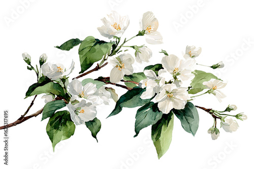 Bouquet of white flowers isolated on a transparent background
