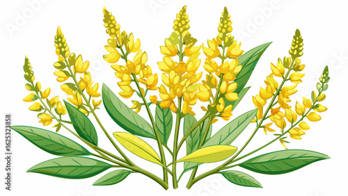 Melilotus officinalis, commonly known as Yellow Sweet Clover, is a versatile plant that showcases beautiful blossoms. This Yellow Sweet Clover thrives 