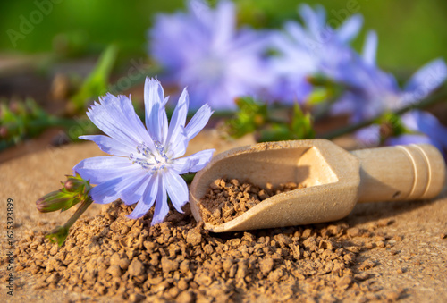 Ground chicory root and chicory flowers on a rustic wooden background. Alternative medicine. Healthy drinks. chicory drink