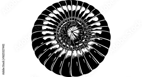 Highly Detailed Black and White Stylized Illustration of a Curled Millipede, Myriapod Arthropod in a Defensive Spiral Shape
