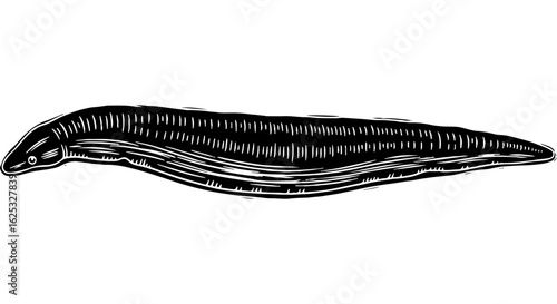 Leech vintage illustration. Black and white engraving of a parasitic bloodsucking worm. Aquatic annelid animal scientific artwork.