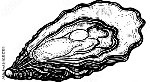 Detailed hand-drawn oyster illustration in vintage engraving style. Fresh seafood mollusk in open shell, perfect for culinary designs, menus.