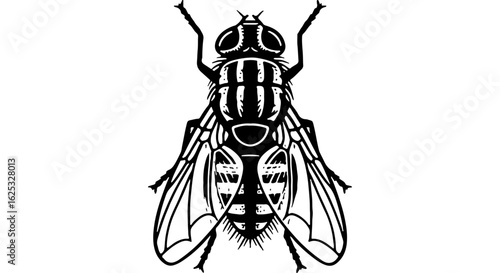 Detailed vector illustration of a common fly, top view, black and white insect icon isolated on a white background. Graphic pest element.