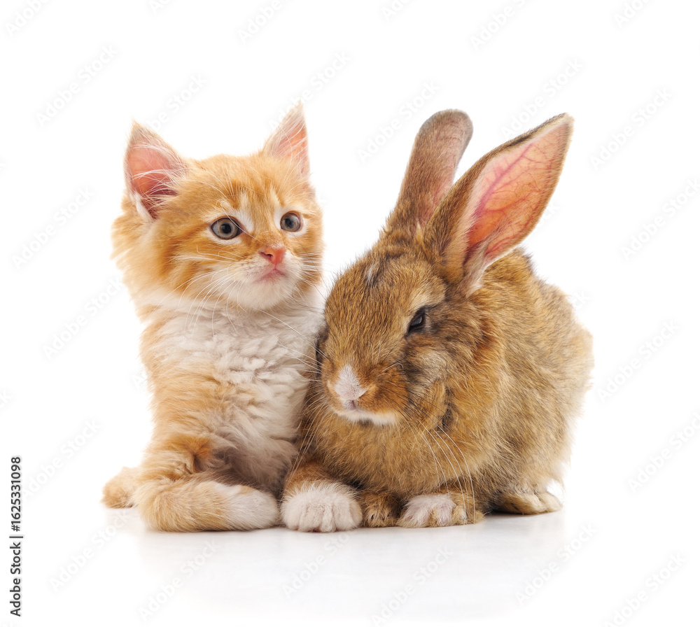 Obraz premium Brown rabbit and kitten.