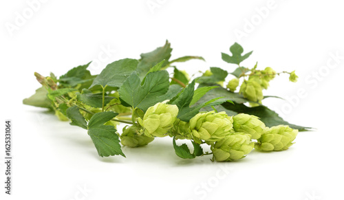 Valokuva Bunch of yellow hop cones.