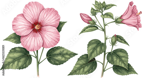 Pink hibiscus flower, botanical illustration, blooming stages, red center, yellow stamens, green leaves, floral art, nature drawing, petal detail, tropical plant