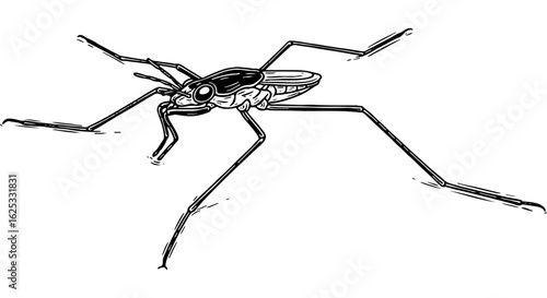 Detailed black and white illustration of a water strider, a long-legged aquatic insect, for educational and nature designs