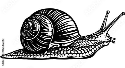 Vintage style black and white engraving illustration of a garden snail with a detailed spiral shell, slow-moving gastropod mollusk artwork